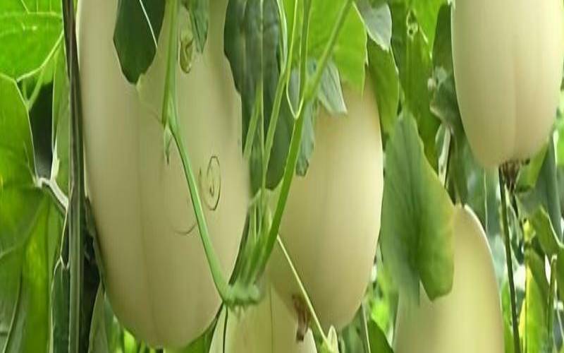 梦见香瓜是胎梦吗,女人梦见香瓜的七大预兆 梦见香瓜是胎梦吗,女人梦见香瓜的七大预兆