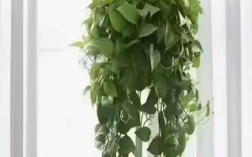 办公室电脑摆放风水正确图,办公室放吊兰风水好吗