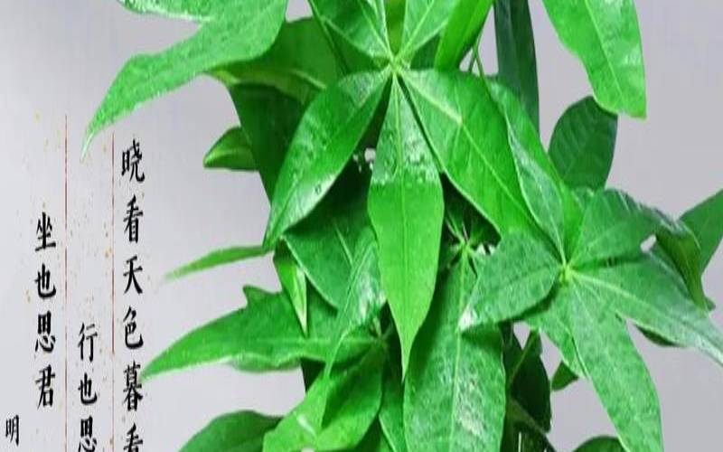 发财树高过人好不好（发财树太高影响风水吗）