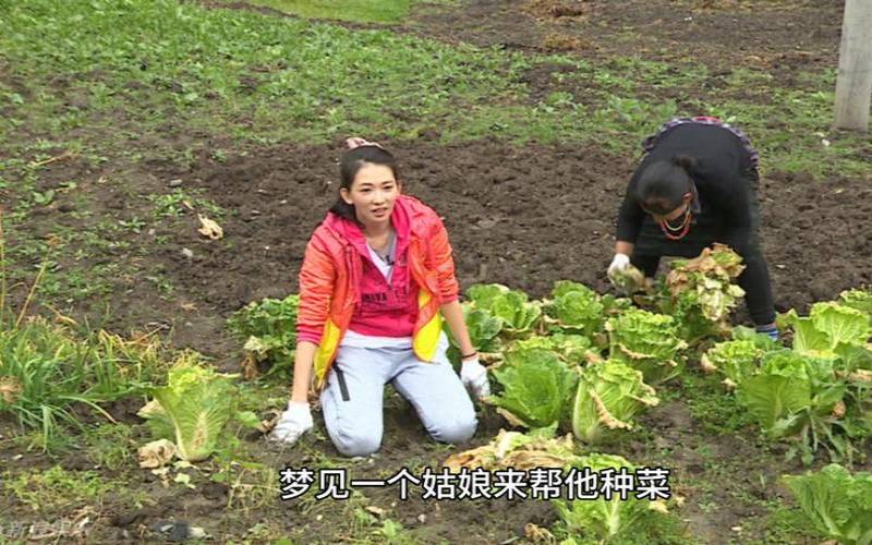 做梦梦到种菜（女人梦见在地里种菜）