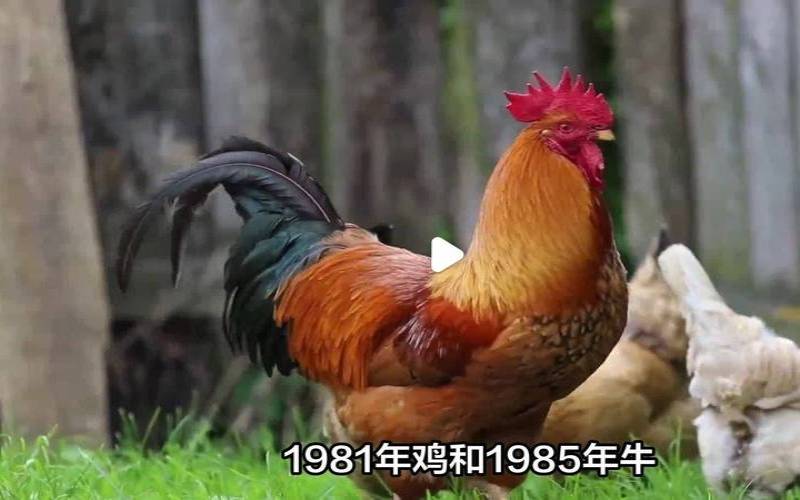 女牛男鸡适合做夫妻吗（鸡和牛合作生意怎么样）