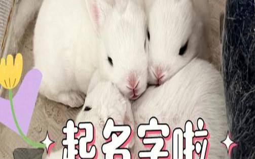 玩偶起名字大全集（独特好听的玩具店名字）