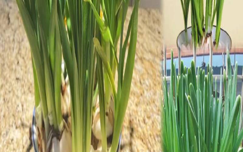 哪种植物有象征意义（水仙花花语和象征）