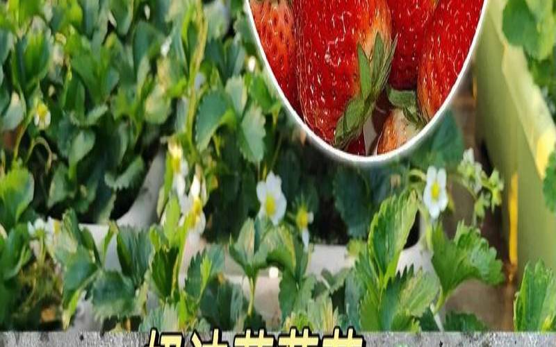 梦见种草莓秧苗（梦见屋里种花草是什么意思）