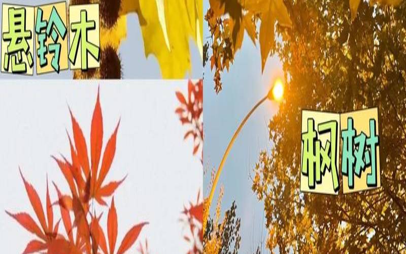 梦见枫树叶子红了（梦见枫树是什么意思）