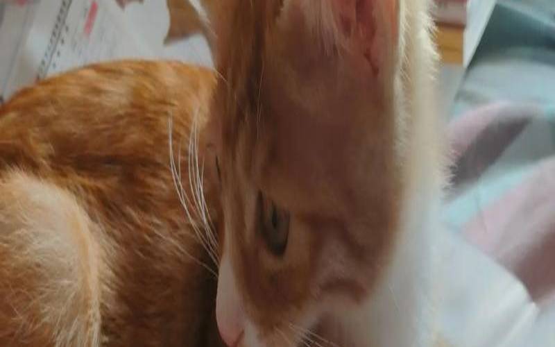 女人梦见猫在吃东西（梦见小猫吃东西）