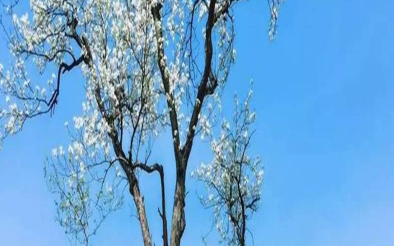 梦见大树开花结果（梦见满树开花周公解梦）