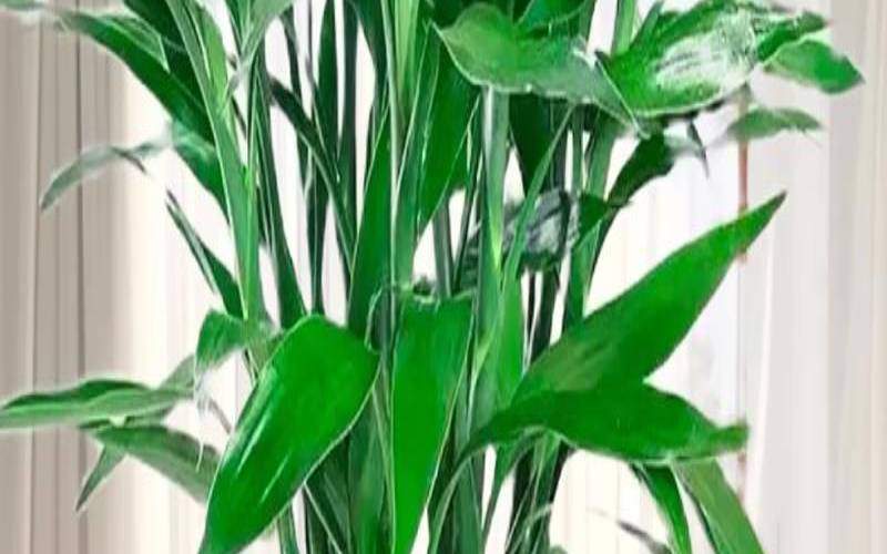 客厅养什么植物风水好（客厅适合养什么植物风水好）