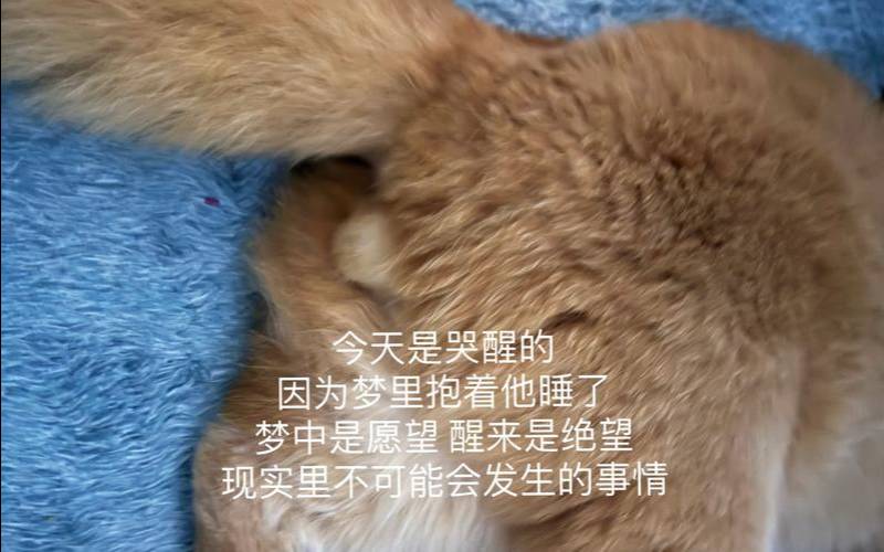 梦见狗狗死了我哭醒了（梦里一直哭是怎么回事）