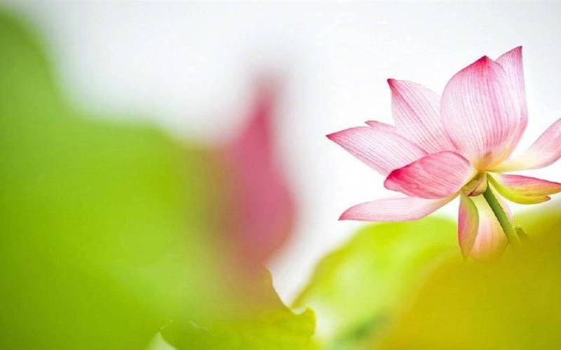 属蛇适合养什么花（属兔和属蛇适合养什么花）