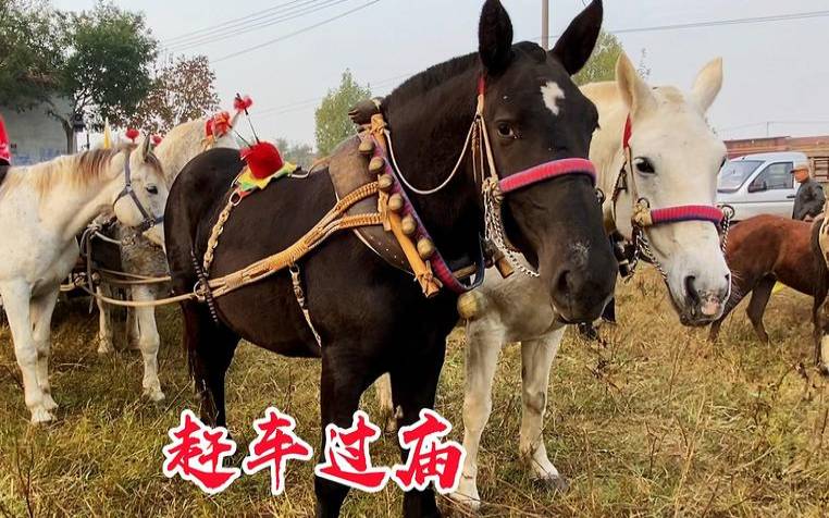 梦见赶马车（梦见赶马车是什么预兆解梦）
