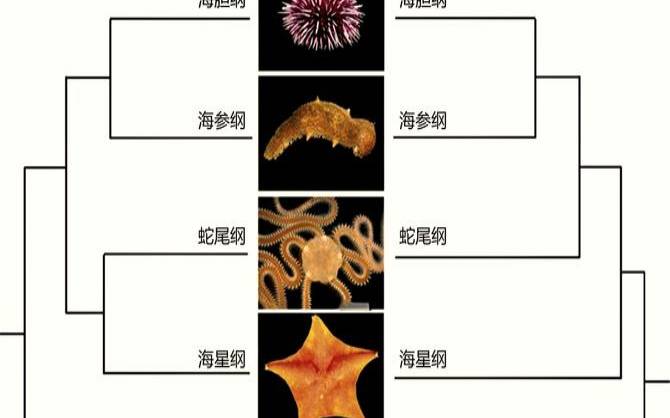 海百合12星座塔罗牌运势（4.28-4.29）（海百合12星座2021年运势）