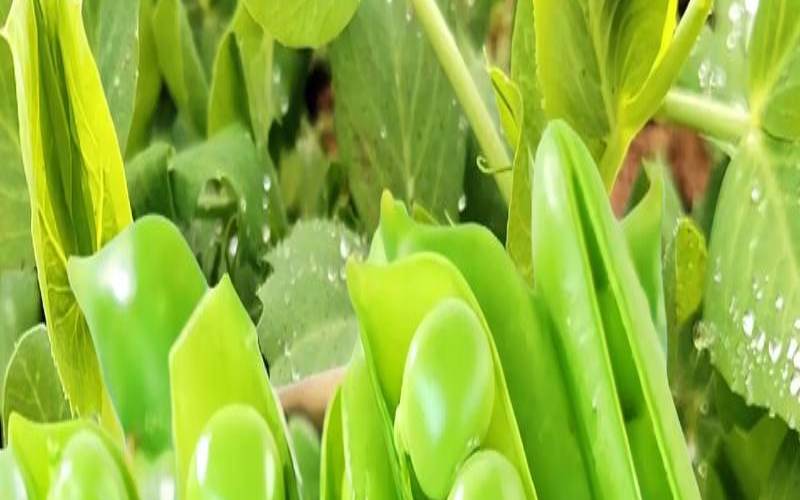 梦见豆荚是什么意思（梦见豌豆荚长势很好）