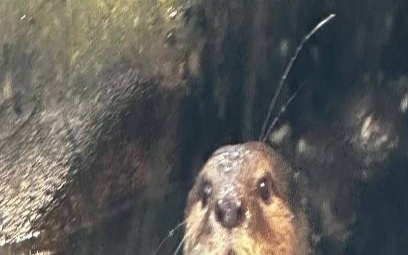梦见水獭是什么预兆（梦到水獭爬到身上）
