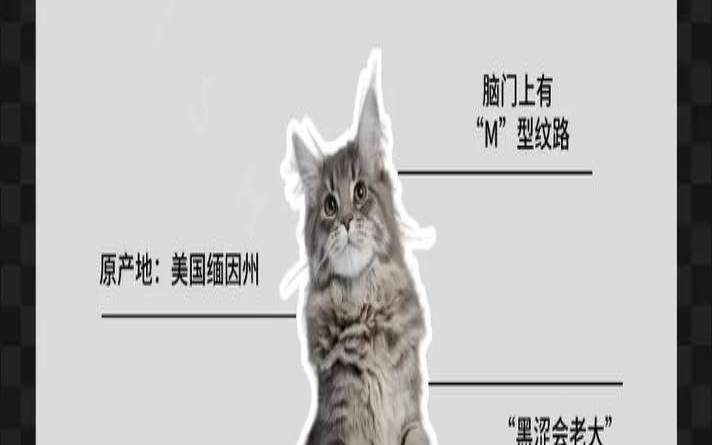如果我是猫你是什么（缅因猫为什么不能养）