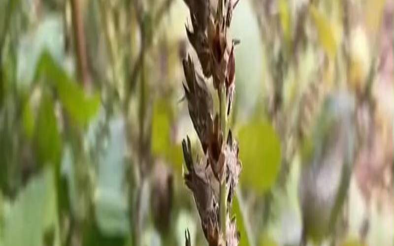 梦见硫磺味道很重（梦见地黄是什么意思）