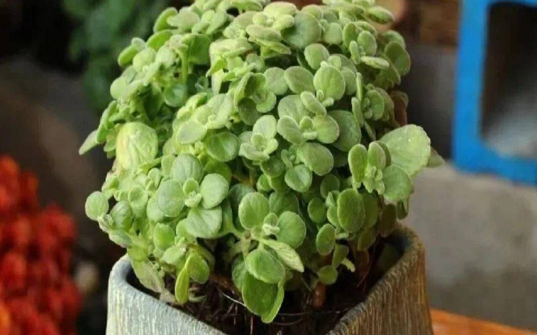植物提高产量的方法（属猪的幸运植物是什么）