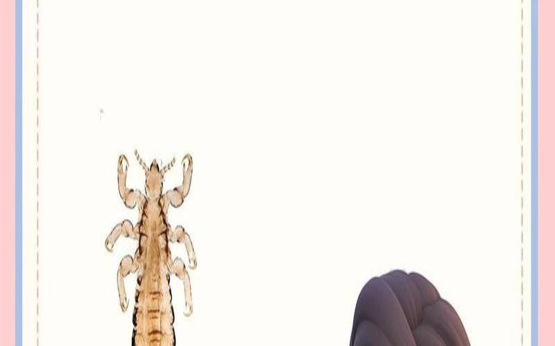 梦见别人头上长虱于（梦见头上有白色虱子卵）