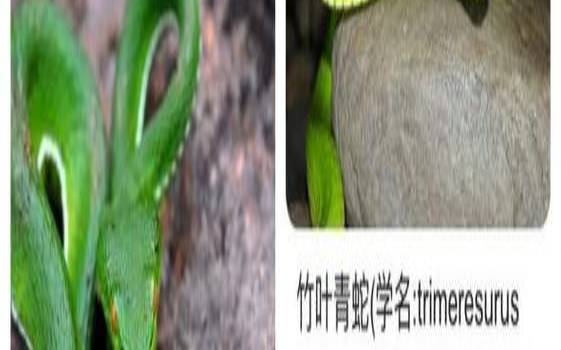 孕妇做梦小青蛇（怀孕梦见小青蛇是胎梦吗）