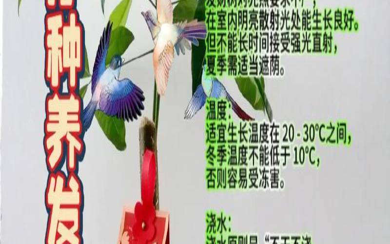 室内植物摆放风水禁忌（客厅养什么植物）