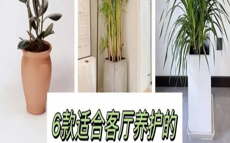 家里养什么绿植最旺家（客厅最好养的绿植排名）