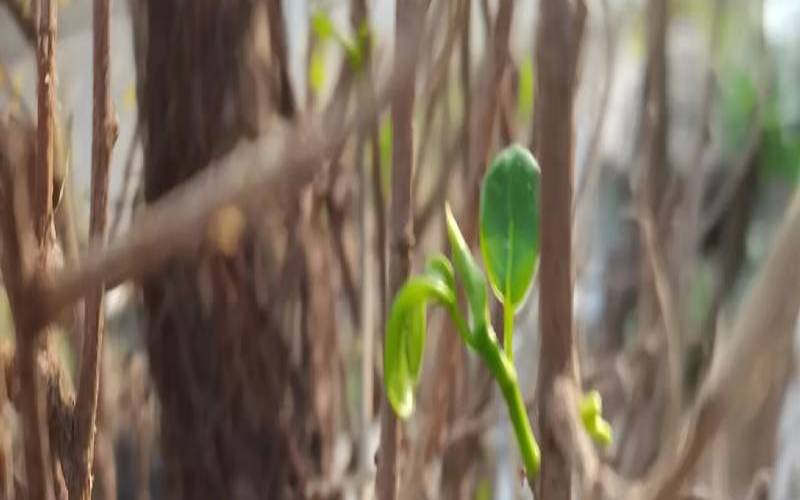 梦见树枝发芽长出新芽（梦见自己手拿树枝）