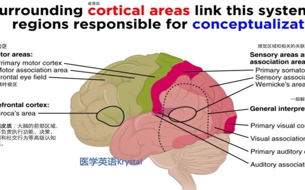 在你的脑海里英语（人在专注时大脑是怎样的）
