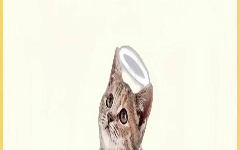竹猫星球塔罗占卜（喵星球cat币最新价格）
