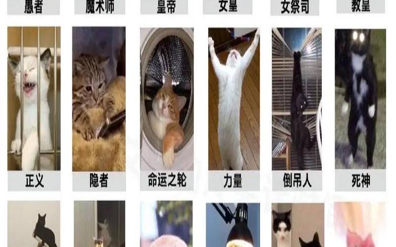 竹猫星球塔罗占卜（今日运程每日运势）
