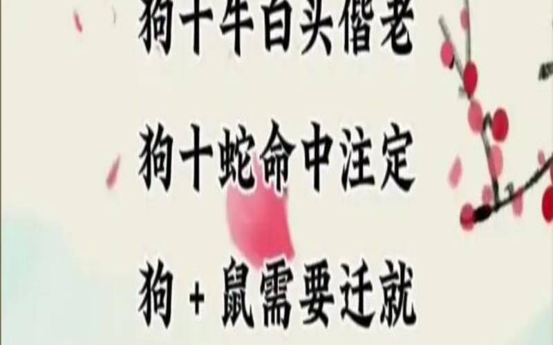 属狗的配属狗的婚配绝配吗（94年属狗女姻缘）