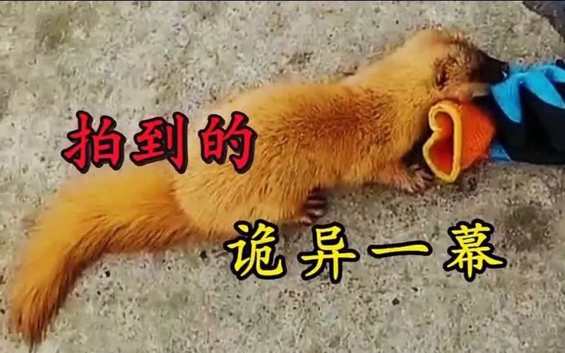 男的梦见黄鼠狼很友善（女人梦见黄鼠狼暗示发财）