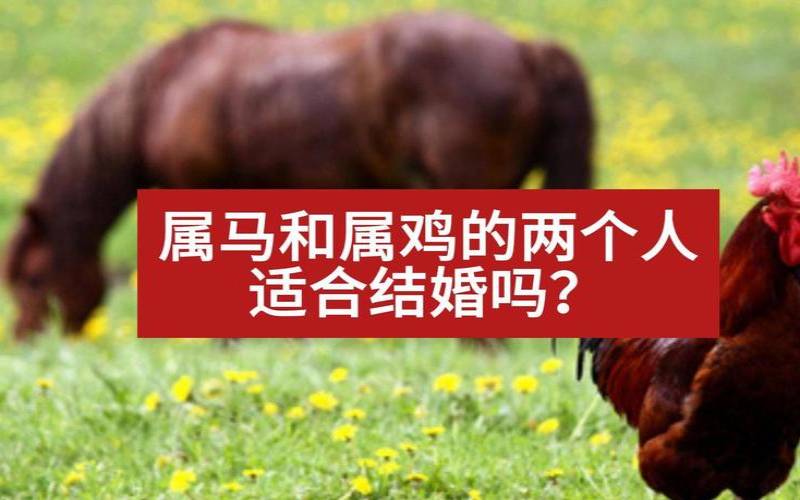 属鸡的和属马的结婚合适吗（属鸡和属马的适合做夫妻吗）