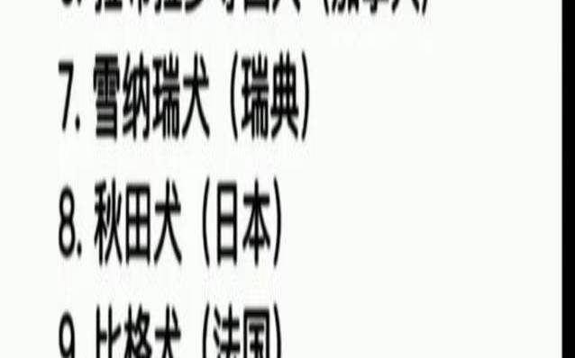 高端大气的狗狗名字大全,名犬排行榜前十名