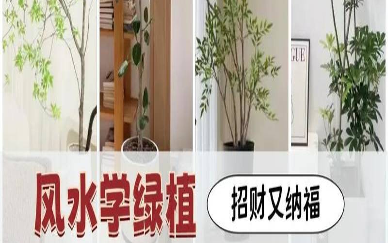 儿童房间布局风水,客厅适合放什么植物 儿童房间布局风水,客厅适合放什么植物