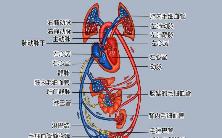 梦见血管血液流动（动脉和静脉血管分布图）