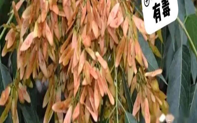 梦见椿树发芽（女人梦见香椿树是吉兆）