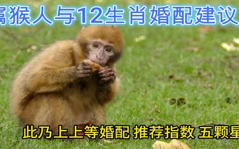 属猴人与什么生肖最合配（猴年婚配什么生肖最好）