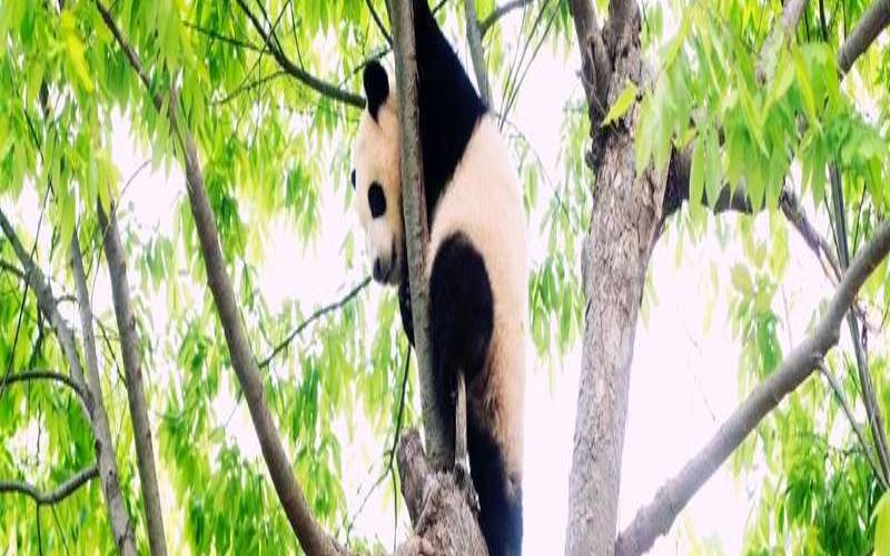 梦见坐在树上在空中飞翔（梦见自己在树上好不好）