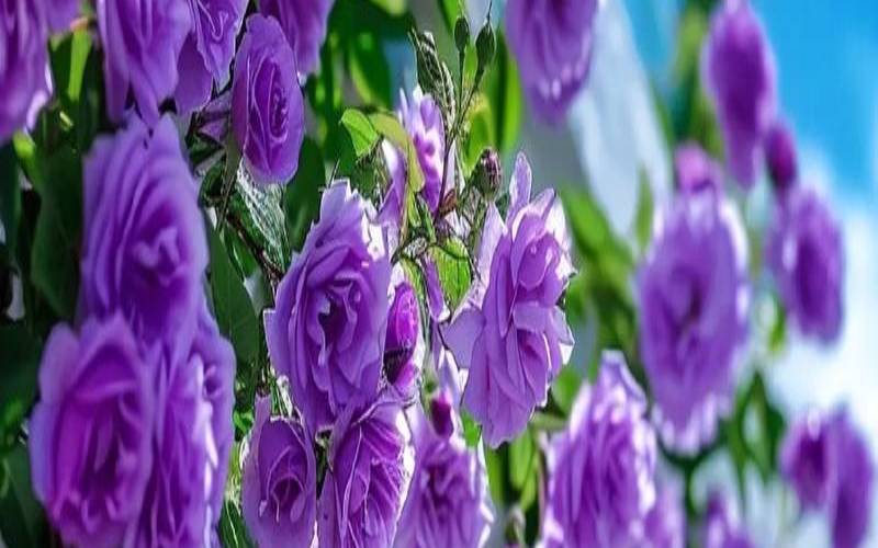 梦见花开花是什么意思（梦到花开了周公解梦）