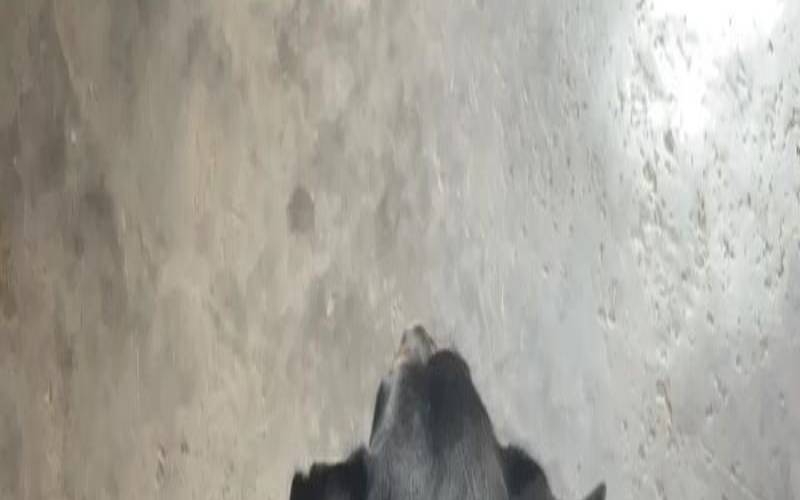 女人梦见自己家的狗死了（梦见狗死了我在大哭）