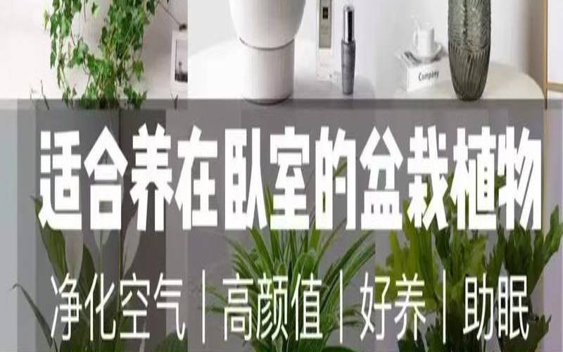 卧室养什么花好最好风水（君子兰哪个颜色旺财）