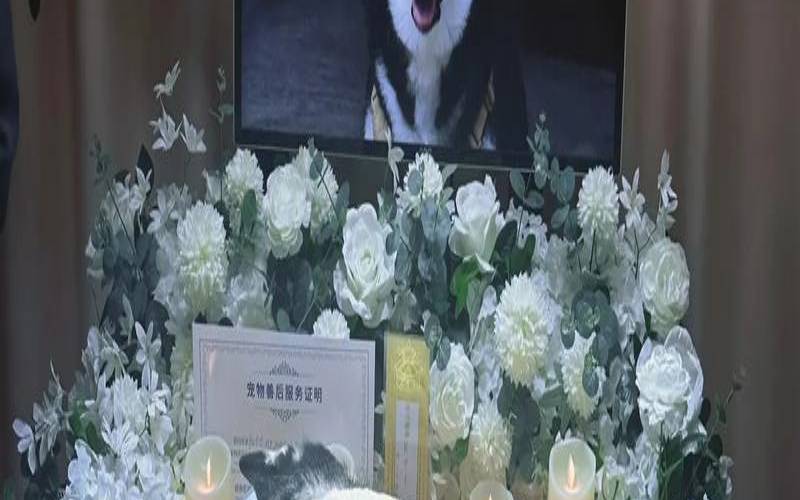 梦见有人给狗洗澡（做梦梦到自己给狗洗澡）