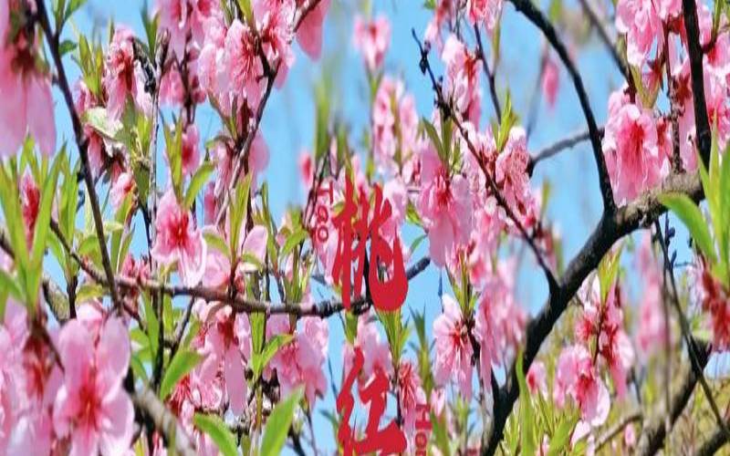繁体20画属性为木的字（春字五行属金还是木）