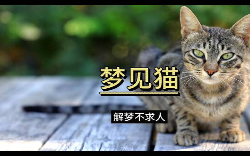 女人梦见好多猫是什么意思（梦见家里很多猫）