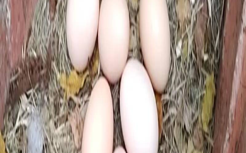 梦到捡鸡蛋是什么意思（女人梦到自己捡鸡蛋）