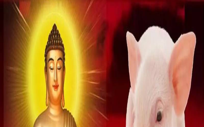 属猪的人最不能碰的伤,属猪一生最大的贵人