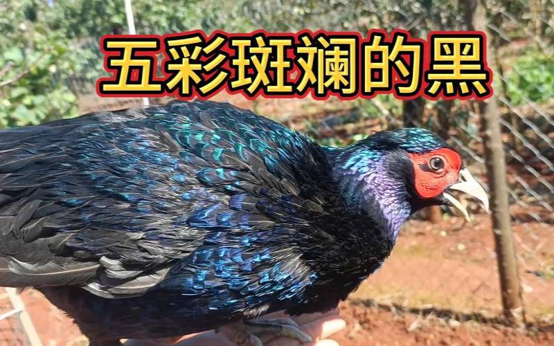 老人梦见黑鸡是什么预兆,女人梦见黑鸡的预示 老人梦见黑鸡是什么预兆,女人梦见黑鸡的预示