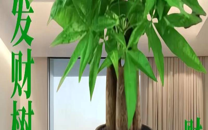 什么植物催财最快（助财运的植物）