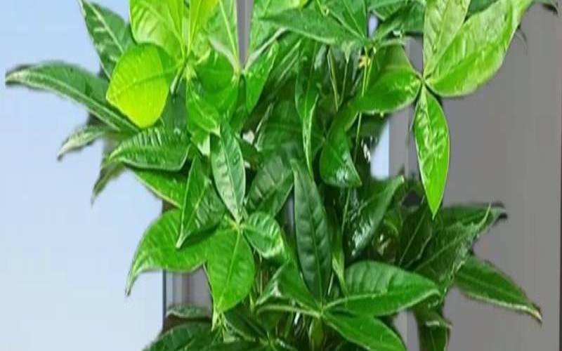 办公室植物放什么位置（办公室最吉利的绿植）
