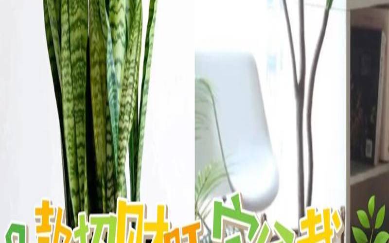 财务办公室摆什么绿植招财,送人金元宝有讲究吗